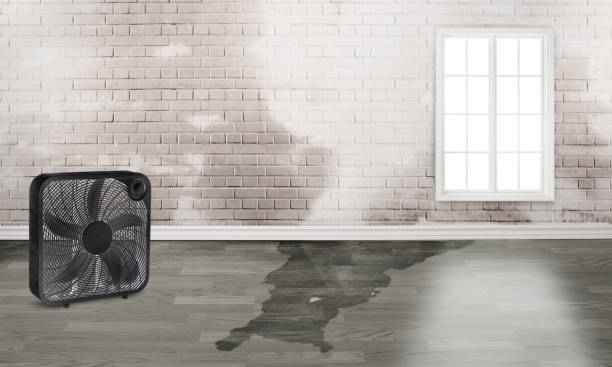 Best Water damage cleanup near me  in Calico Rock, AR